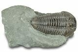 Prone Flexicalymene Trilobite - Ohio #319131-1